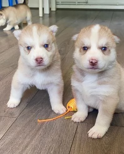 Regala cuccioli di Husky maschi e femmine