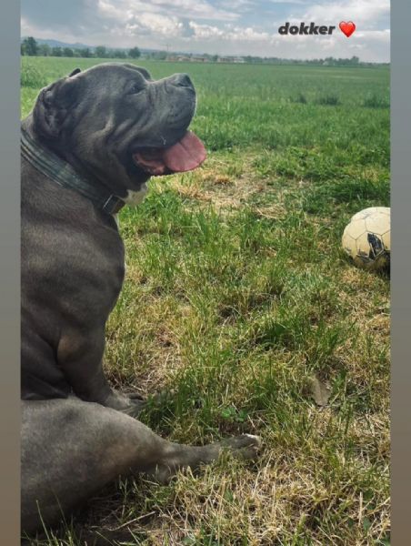 URGENTE – AIUTIAMO DOKKER A NON FINIRE IN CANILE | Foto 0