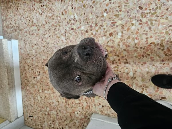 URGENTE – AIUTIAMO DOKKER A NON FINIRE IN CANILE | Foto 1