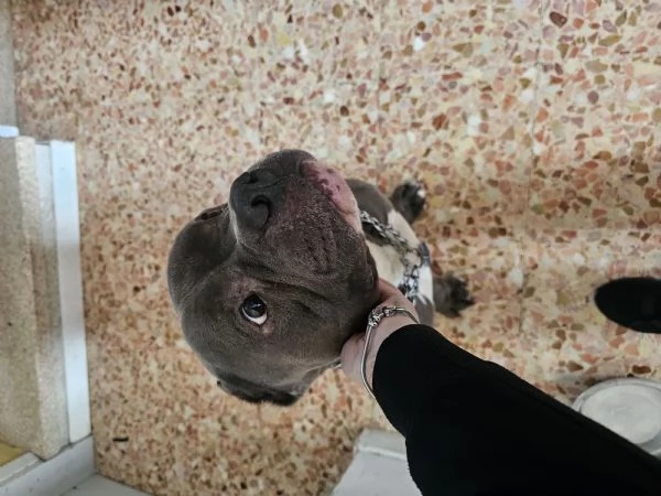 URGENTE – AIUTIAMO DOKKER A NON FINIRE IN CANILE | Foto 0