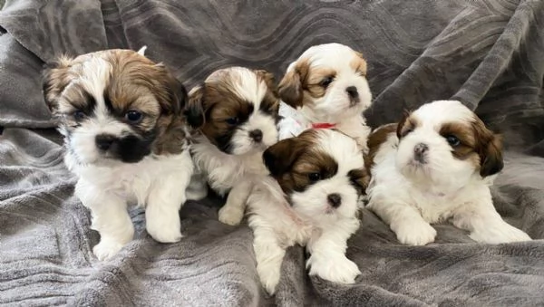 Vendita cuccioli Shih Tzu