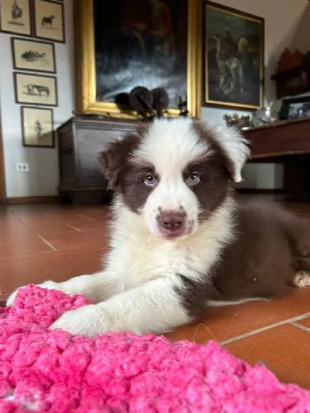 Cuccioli di Border Collie pronti per l'adozione