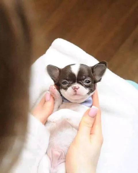 Vendita cuccioli di chihuahua