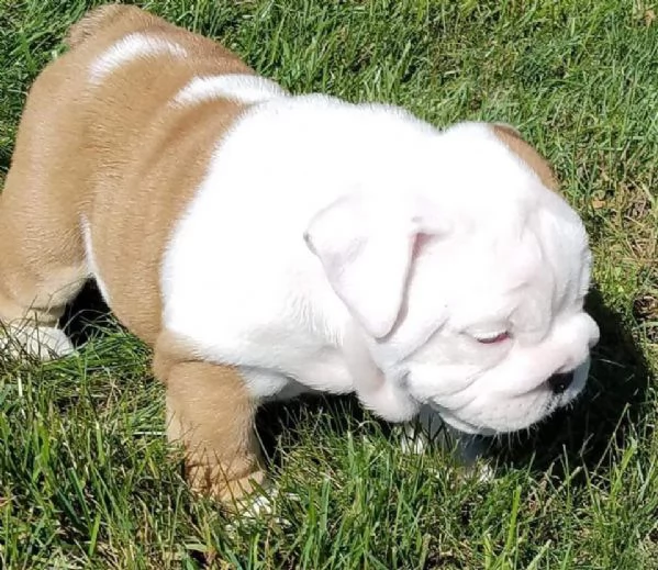 Vendita cuccioli di bulldog inglese