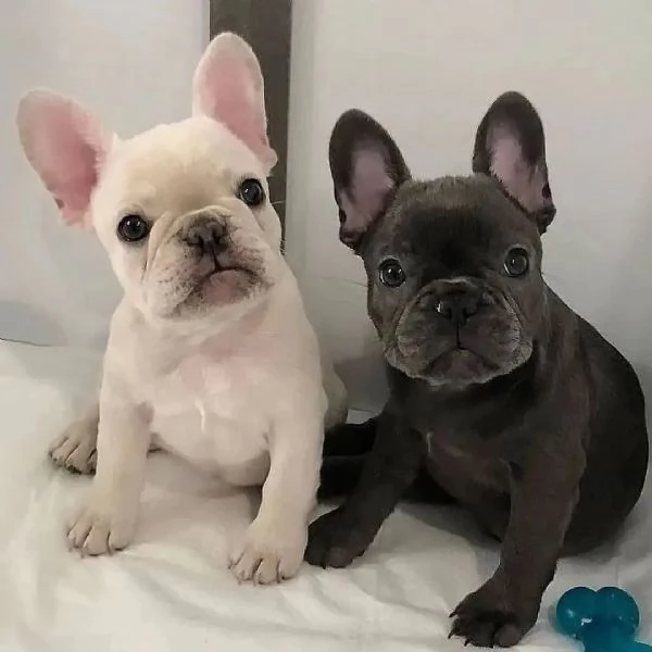Vendo cuccioli di bulldog francese