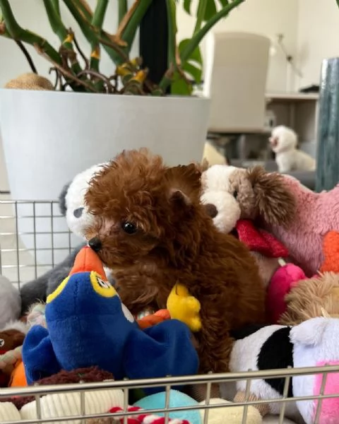 Cuccioli di barboncino qui in vendita