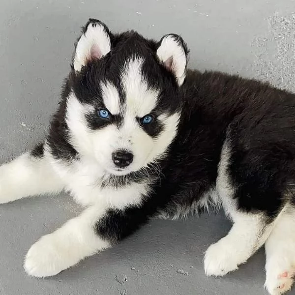 Cuccioli di husky siberiano disponibili per la vendita
