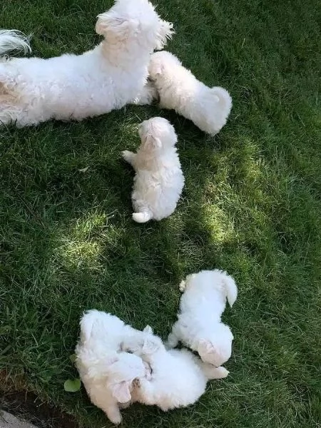 Vendo cuccioli di maltese