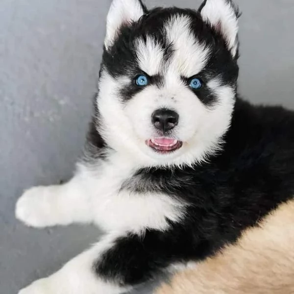 Regalo cuccioli di husky siberiano  maschi e femmina.  