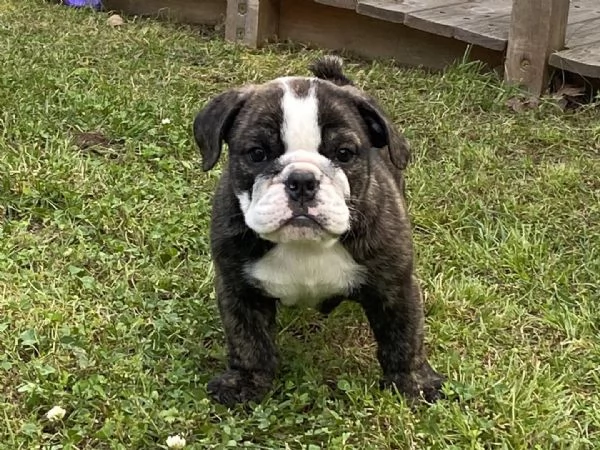 Regalo cuccioli bulldog inglese per l'adozione