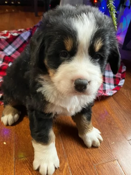 Simpatici cuccioli di montagna bernese 