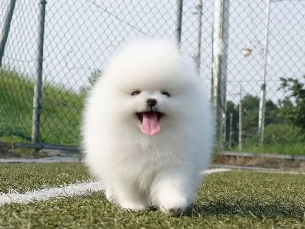 Regalo Cuccioli di pomerania maschio o femmina!!