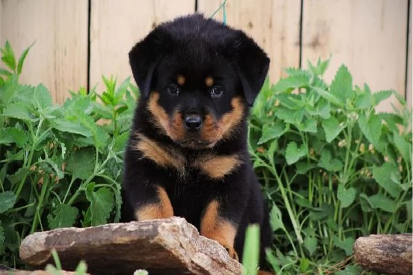 pura razza cuccioli di rottweiler per adozione