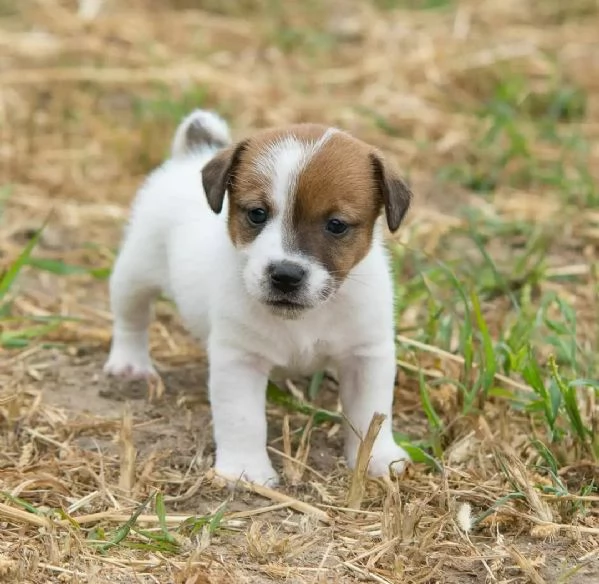 cucciolo di jack russel