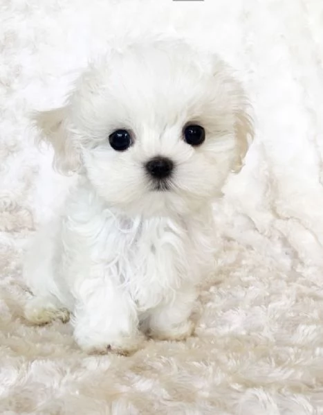 regalo : adorabili cuccioli di maltese toy