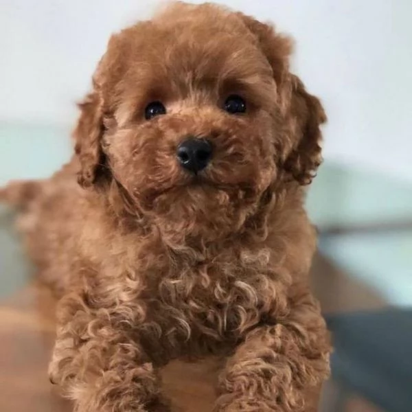 Regalo cuccioli di barboncino