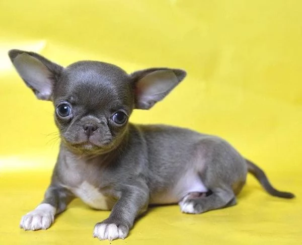 Regalo chihuahua taglia molto piccola