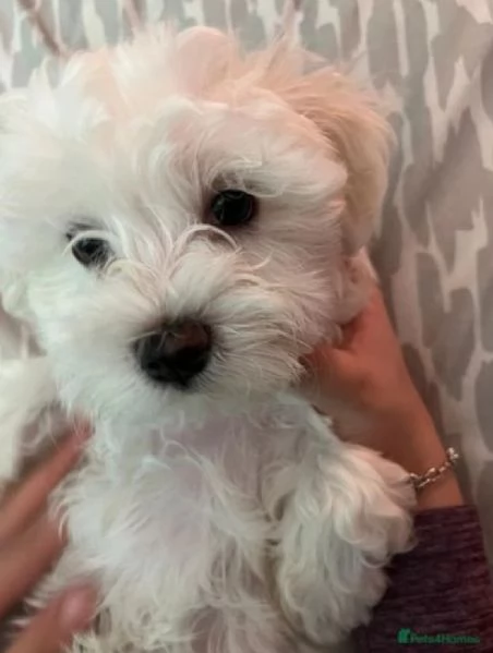 maltese toy. il cucciolo per l'adozione | Foto 1