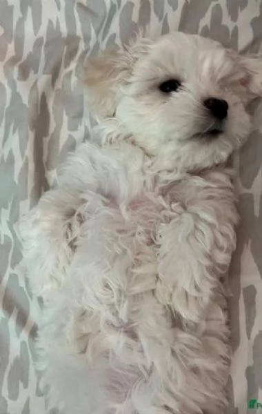 maltese toy. il cucciolo per l'adozione | Foto 0