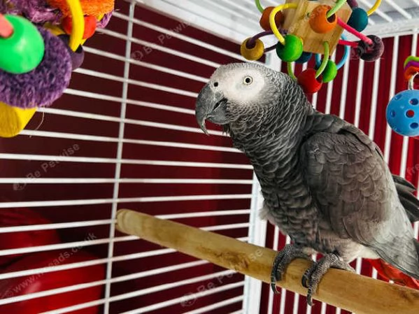 Pappagallo cenerino africano addomesticato e parlante | Foto 0
