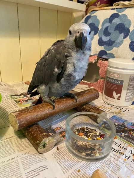 Pappagallo cenerino africano addomesticato e parlante