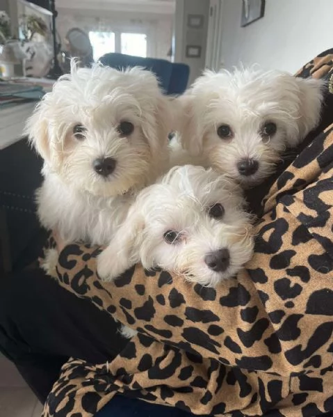 cuccioli maltesi maschi e femmine