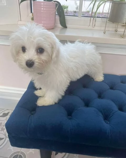 cuccioli maltesi maschi e femmine | Foto 1