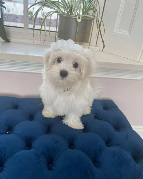 cuccioli maltesi maschi e femmine | Foto 0