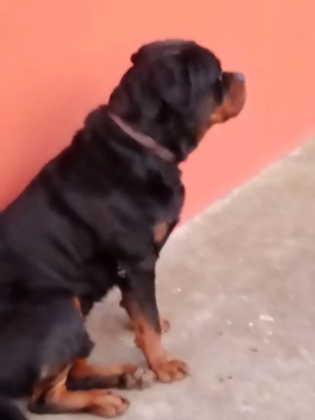 Regalo cane razza  rotvailer  | Foto 6