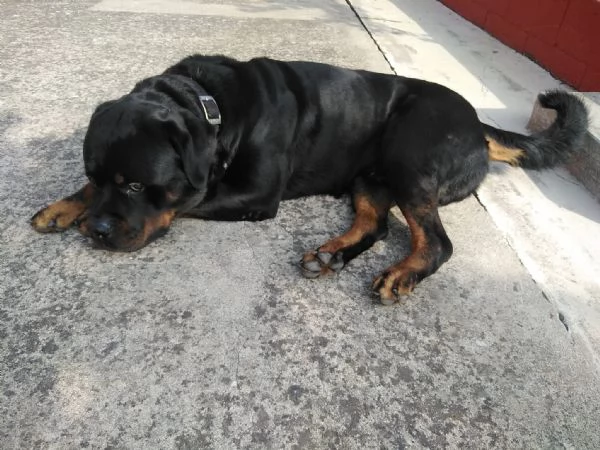 Regalo cane razza  rotvailer  | Foto 5