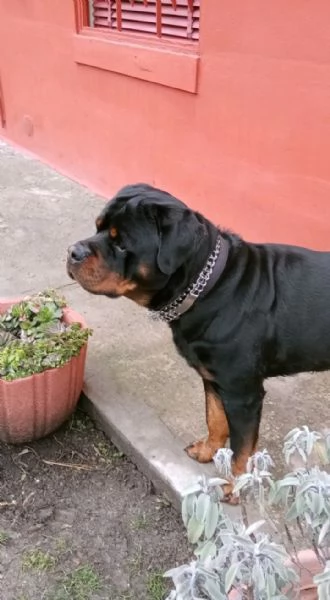 Regalo cane razza  rotvailer 