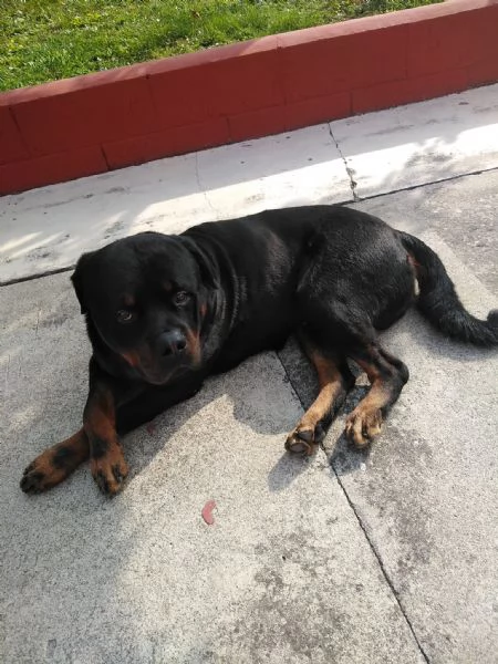 Regalo cane razza  rotvailer  | Foto 4