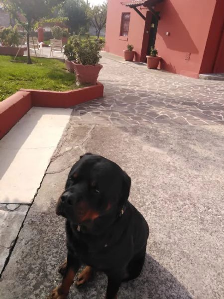 Regalo cane razza  rotvailer  | Foto 3