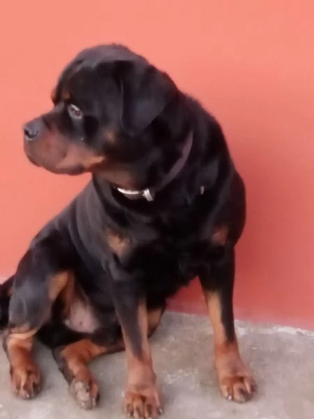 Regalo cane razza  rotvailer  | Foto 2