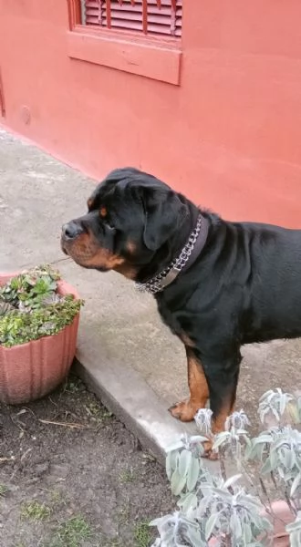 Regalo cane razza  rotvailer  | Foto 1