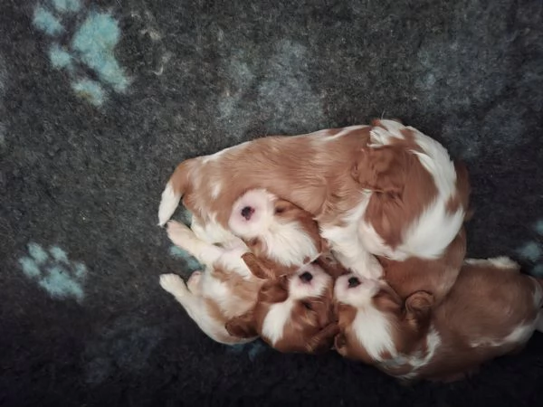 Cavalier king charles spaniel con pedigree | Foto 6