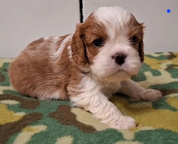 Cavalier king charles spaniel con pedigree | Foto 5