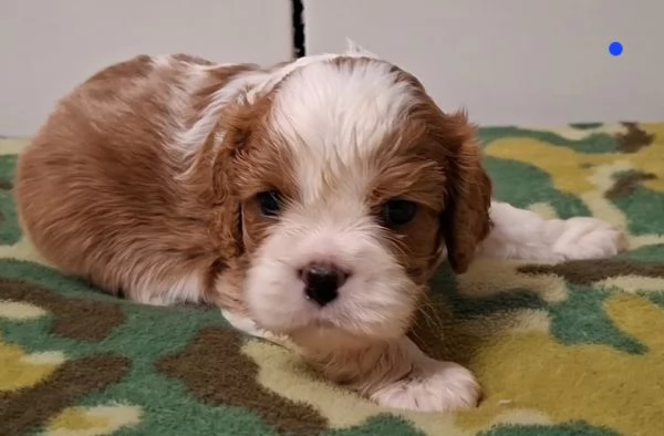 Cavalier king charles spaniel con pedigree | Foto 2