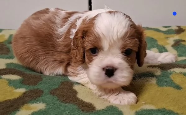 Cavalier king charles spaniel con pedigree | Foto 1