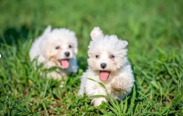 bellissima  cucciolata di maltese ALLEVATI CON AMORE per adozione