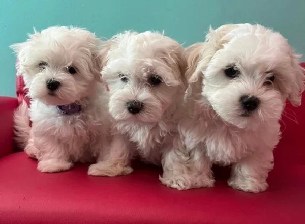 bellissima  cucciolata di maltese ALLEVATI CON AMORE per adozione | Foto 1