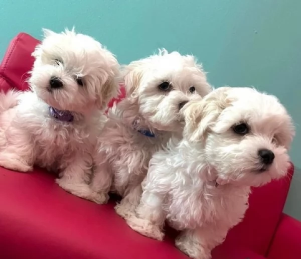 bellissima  cucciolata di maltese ALLEVATI CON AMORE per adozione | Foto 0