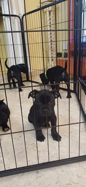 Cuccioli Staffordshire Bull Terrier 