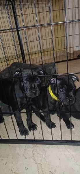 Cuccioli Staffordshire Bull Terrier  | Foto 4