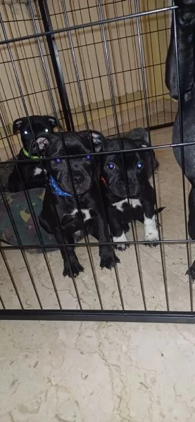 Cuccioli Staffordshire Bull Terrier  | Foto 3