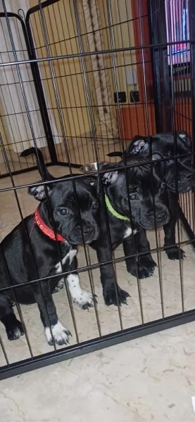 Cuccioli Staffordshire Bull Terrier  | Foto 2
