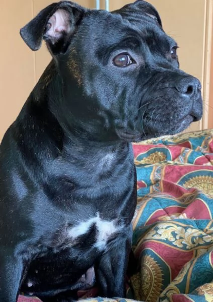 Cuccioli Staffordshire Bull Terrier  | Foto 1