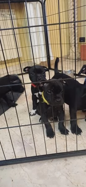 Cuccioli Staffordshire Bull Terrier  | Foto 0