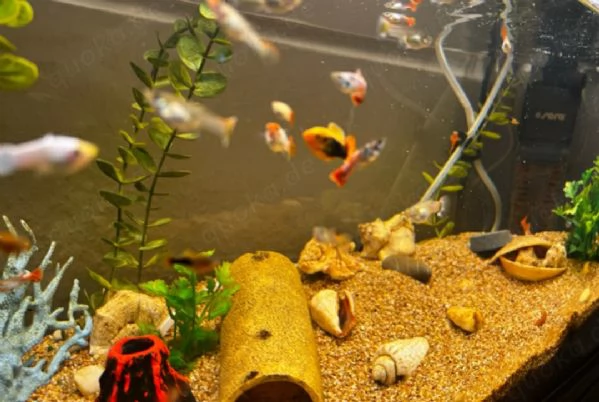 Acquario con varie specie di pesci, compresi i loro cuccioli!