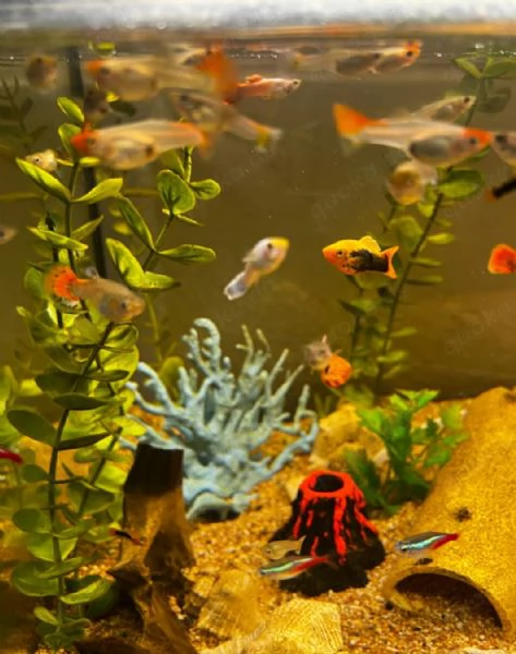 Acquario con varie specie di pesci, compresi i loro cuccioli! | Foto 0